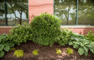 bushes