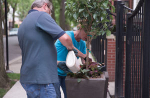 three tree planting
