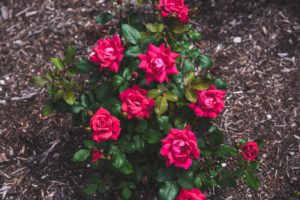 rose bed 2