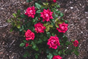 rose bed