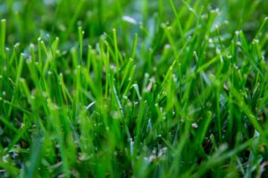 tall grass